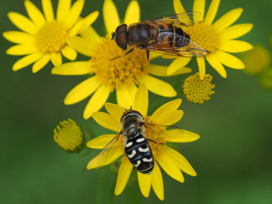 SPÄTE GROSSSTIRNSCHWEBFLIEGE, SCAEVA PYRASTRI