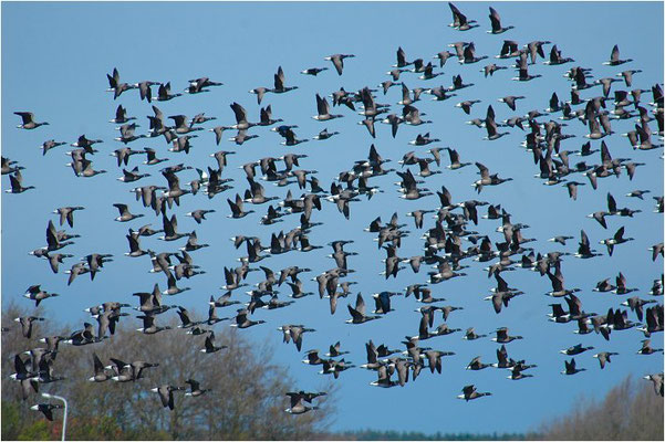 RINGELGANS, BRENT GOOSE, BRANTA BERNICLA