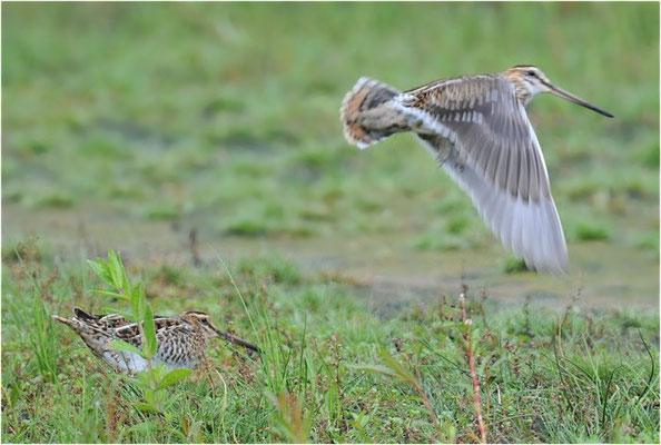 BEKASSINE, COMMON SNIPE, GALLINAGO GALLINAGO