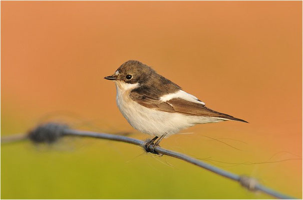TRAUERSCHNÄPPER, PIED FLYCATCHER, FICEDULA HYPOLEUCA