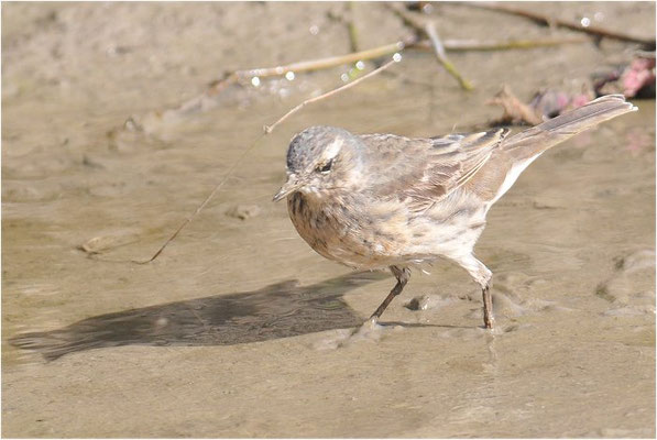 BERGPIEPER, WATER PIPIT, ANTHUS SPINOLETTA