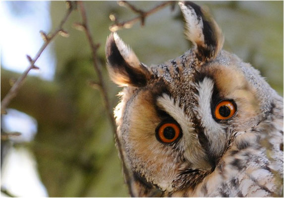 WALDOHREULE, LONG-EARED OWL, ASIO OTUS