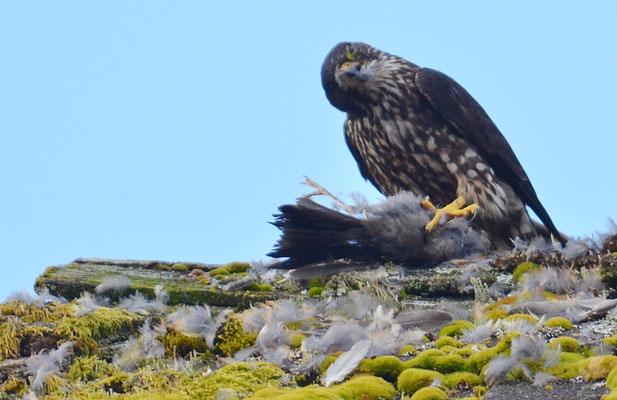 WANDERFALKE, PEREGRINE FALCON, FALCO PEREGRINUS
