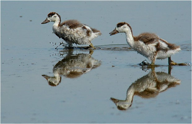 BRANDENTE, SHELDUCK, TADORNA TADORNA 