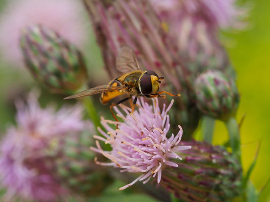 Gemeine Feldschwebfliege, Metasyrphus corollae