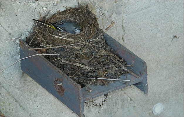 GEBIRGSSTELZE, GREY WAGTAIL, MOTACILLA CINEREA