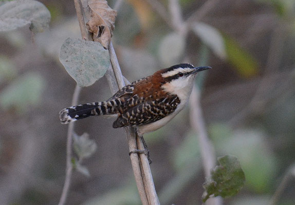 ROTNACKENZAUNKÖNIG, RUFOUS-NAPED WREN, CAMPYLORHYNCHUS RUFINUCHA