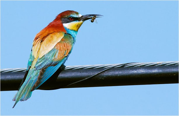 BIENENFRESSER, EUROPEAN BEE-EATER, MEROPS APIASTER