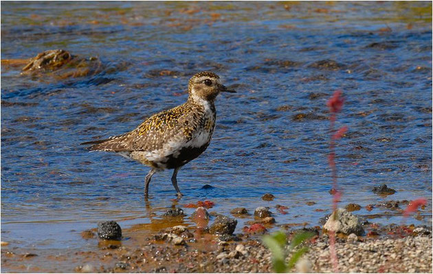 GOLDREGENPFEIFER, GOLDEN PLOVER, PLUVIALIS APRICARIA