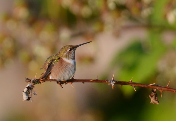 ROTRÜCKEN-ZIMTELFE, RUFOUS HUMMINGBIRD, SELASPHORUS RUFUS