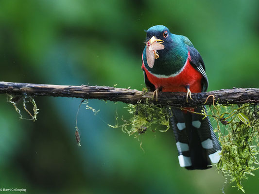 MASKENTROGON, MASKED TROGON - TROGON PERSONATUS