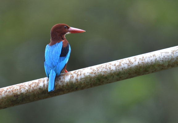 BRAUNLIEST, WHITE-THROATED KINGFISHER, HALYCON SMYRNENSIS
