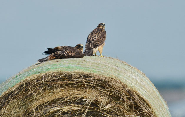 PRÄRIEBUSSARD, SWAINSON´S HAWK, BUTEO SWAINSONI