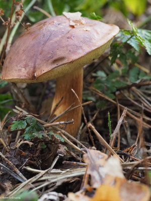 Maronen-Röhrling - Xerocomus badius