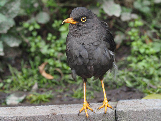 RIESENDROSSEL, GREAT THRUSH - TURDUS FUSCATER