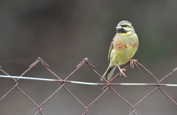 ZAUNAMMER, CIRL BUNTING, EMBERIZA CIRLUS
