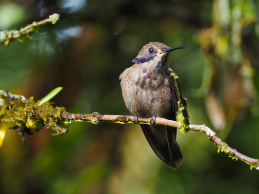 BRAUNER VEILCHENOHRKOLIBRI, BROWN VIOLETEAR - COLIBRI DELPHINAE