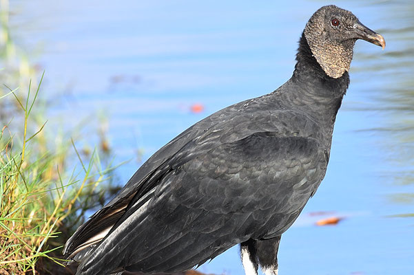 RABENGEIER, BLACK VULTURE,  CORAGYPS ATRATUS