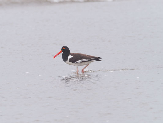 Braunmantel-Austernfischer, American Oystercatcher - Haematopus palliatus