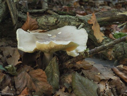Graukappe- Clitocybe nebularis 