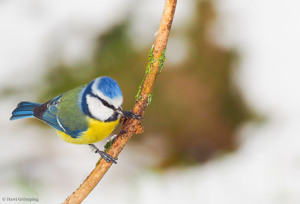 BLAUMEISE, BLUE TIT, CYANISTES CAERULEUS
