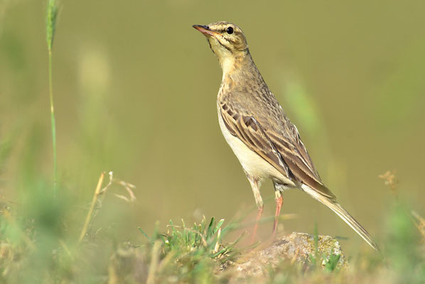 BRACHPIEPER, TAWNY PIPIT, ANTHUS CAMPESTRIS