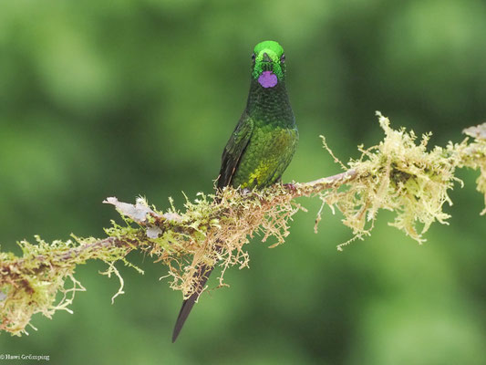 ROTSTERN-BRILLANTKOLIBRI, EMPRESS B RILLANT - HELIODOXA IMPERATRIX