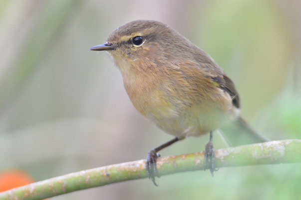 KANARENZILPZALP, CANARY ISLANDS CHIFFCHAFF, PHYLLOSCOPUS CANARIENSIS