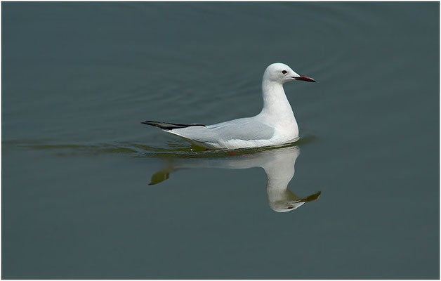DÜNNSCHNABELMÖWE, SLENDER-BILLED GULL, CHROICOCEPHALUS GENEI
