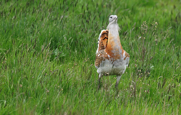 GROSSTRAPPE, GREAT BUSTARD, OTIS TARDA