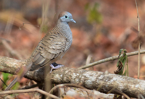 ZEBRATAUBE, PEACEFUL DOVE, GEOPELIA STRIATA