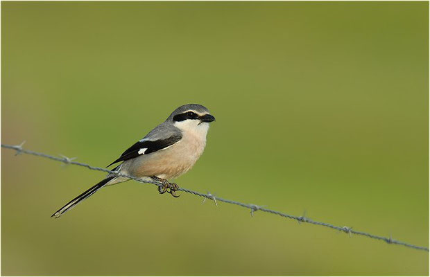 MITTELMEERRAUBWÜRGER, IBERIAN GREY SHRIKE, LANIUS MERIDIONALIS