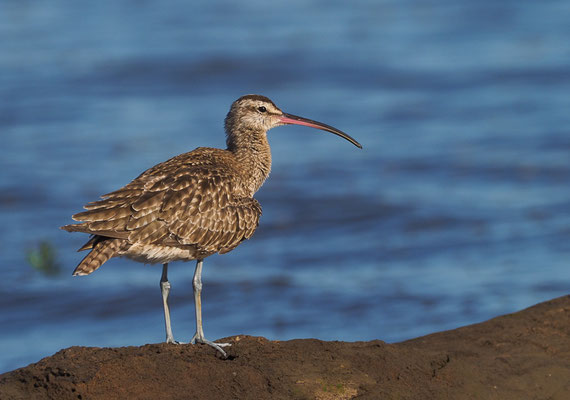 REGENBRACHVOGEL, WHIMBREL, NUMENIUS PHAEOPUS