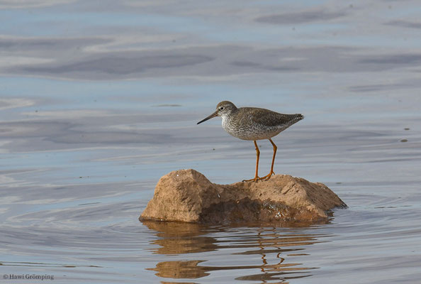 ROTSCHENKEL, REDSHANK, TRINGA TOTANUS