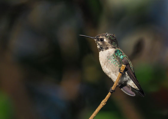 BIENENELFE, BEE HUMMINGBIRD, MELLISUGA HELENAE