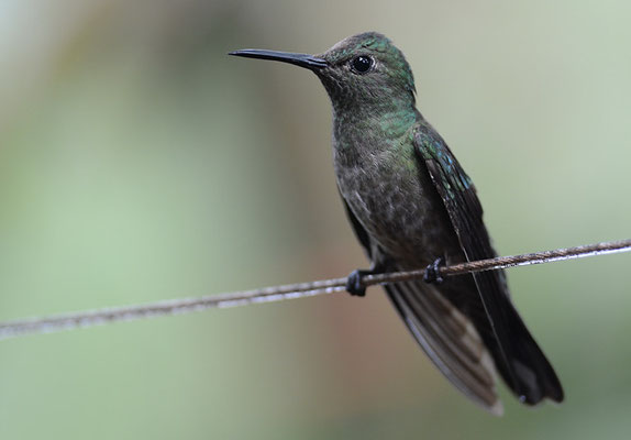 SCHUPPENBRUSTKOLIBRI, SCALY-BREASTED HUMMINGBIRD, PHAEOCHROA CUVIERII