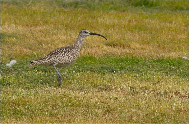 REGENBRACHVOGEL, WHIMBREL, NUMENIUS PHAEOPUS