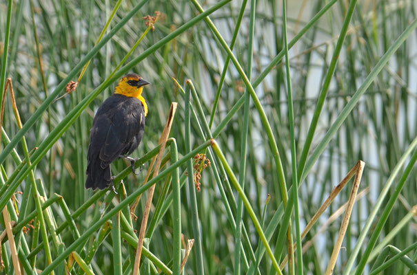 GELBKOPF-SCHWARZSTÄRLING, YELLOW-HEADED BLACKBIRD, XANTHOCEPHALUS XANTHOCEPHALUS