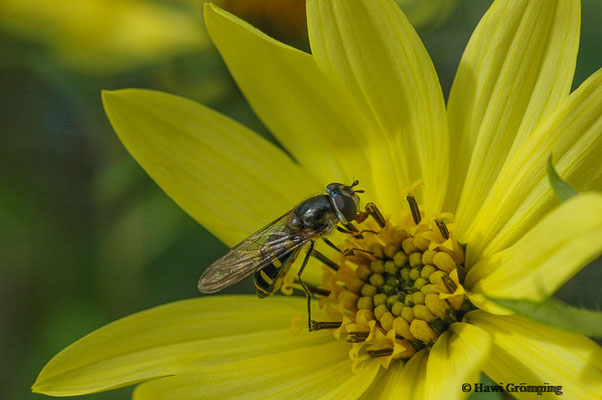 FRÜHE FRÜHLINGSSCHWEBFLIEGE, MELANGYNA LASIOPHTHALMA