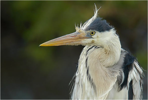 GRAUREIHER, GREY HERON, ARDEA CINEREA
