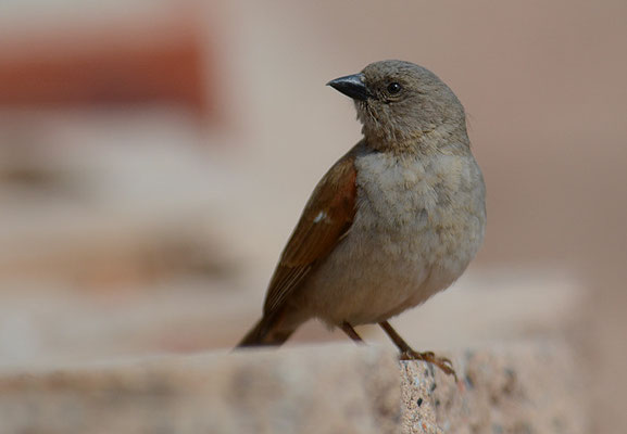 DAMARASPERLING, SOUTHERN GREY-HEADED SPARROW, PASSER GRISEUS