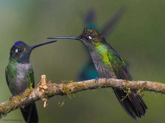 TALAMANCA-KOLIBRI, ADMIRABLE HUMMINGBIRD, EUGENES SPECTABILIS