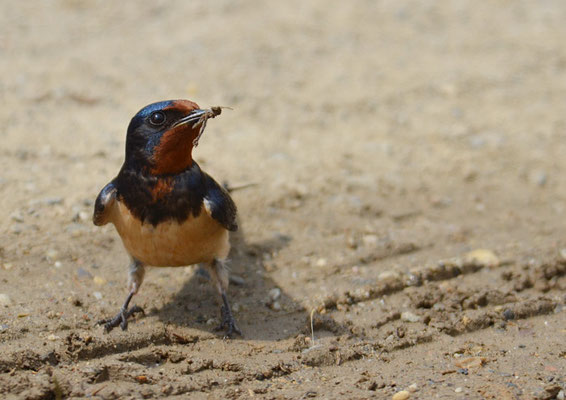 RAUCHSCHWALBE, BARN SWALLOW, HIRUNDO RUSTICA