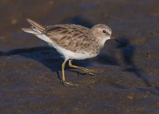 WIESENSTRANDLÄUFER, LEAST SANDPIPER, CALIDRIS MINUTILLA