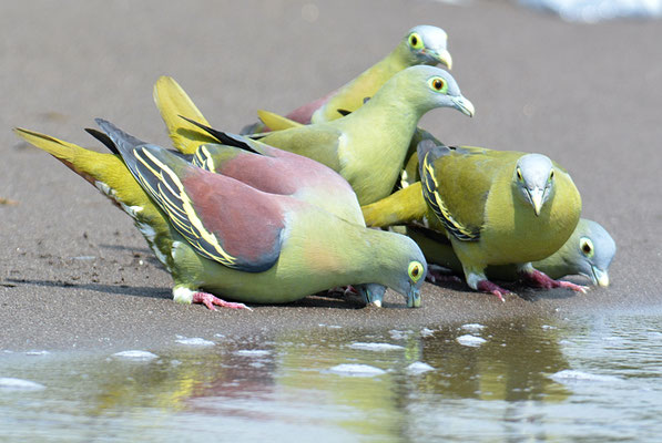 GRAUMASKENTAUBE, GREY-CHEEKED GREEN PIGEON, TRERON GRISEICAUDA