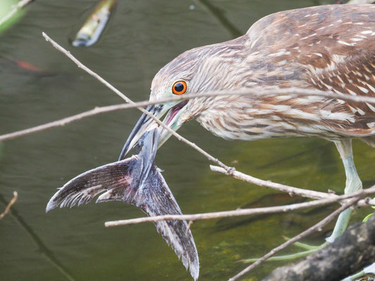Krabbenreiher, Yellow-crowned Night-Heron - Nyctanassa violacea