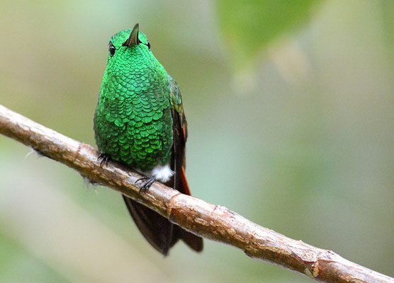 Beryllamazilie, Berylline hummingbird, Amazilia beryllina