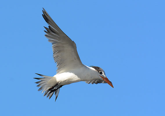 KÖNIGSSEESCHWALBE, ROYAL TERN, THALASSEUS MAXIMUS