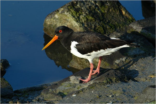 AUSTERNFISCHER, OYSTERCATCHER, HAEMATOPUS OSTRALEGUS