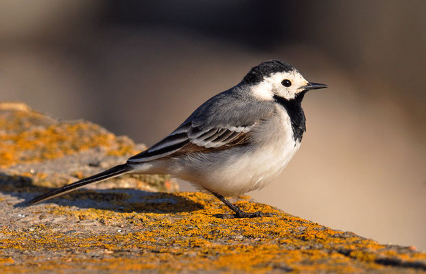 BACHSTELZE, WHITE WAGTAIL, MOTACILLA ALBA